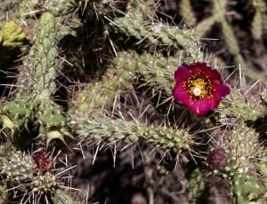red flowered cactus plant thumbnail