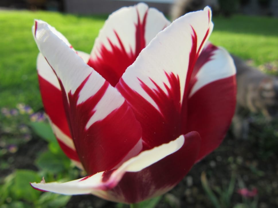 white and red petaled flower preview