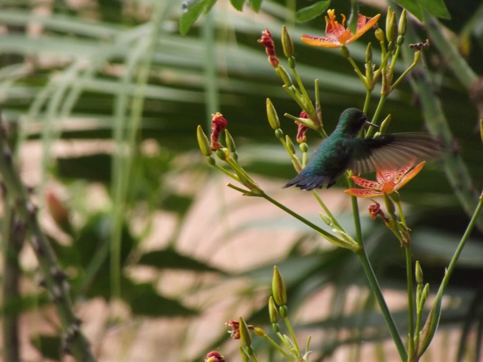 green hummingbird preview