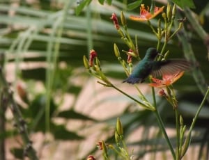 green hummingbird thumbnail