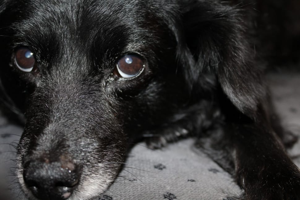 black labrador retriever puppy close up photo preview