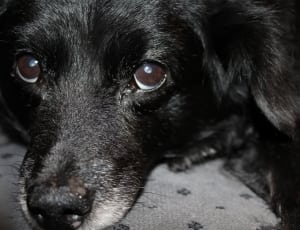 black labrador retriever puppy close up photo thumbnail