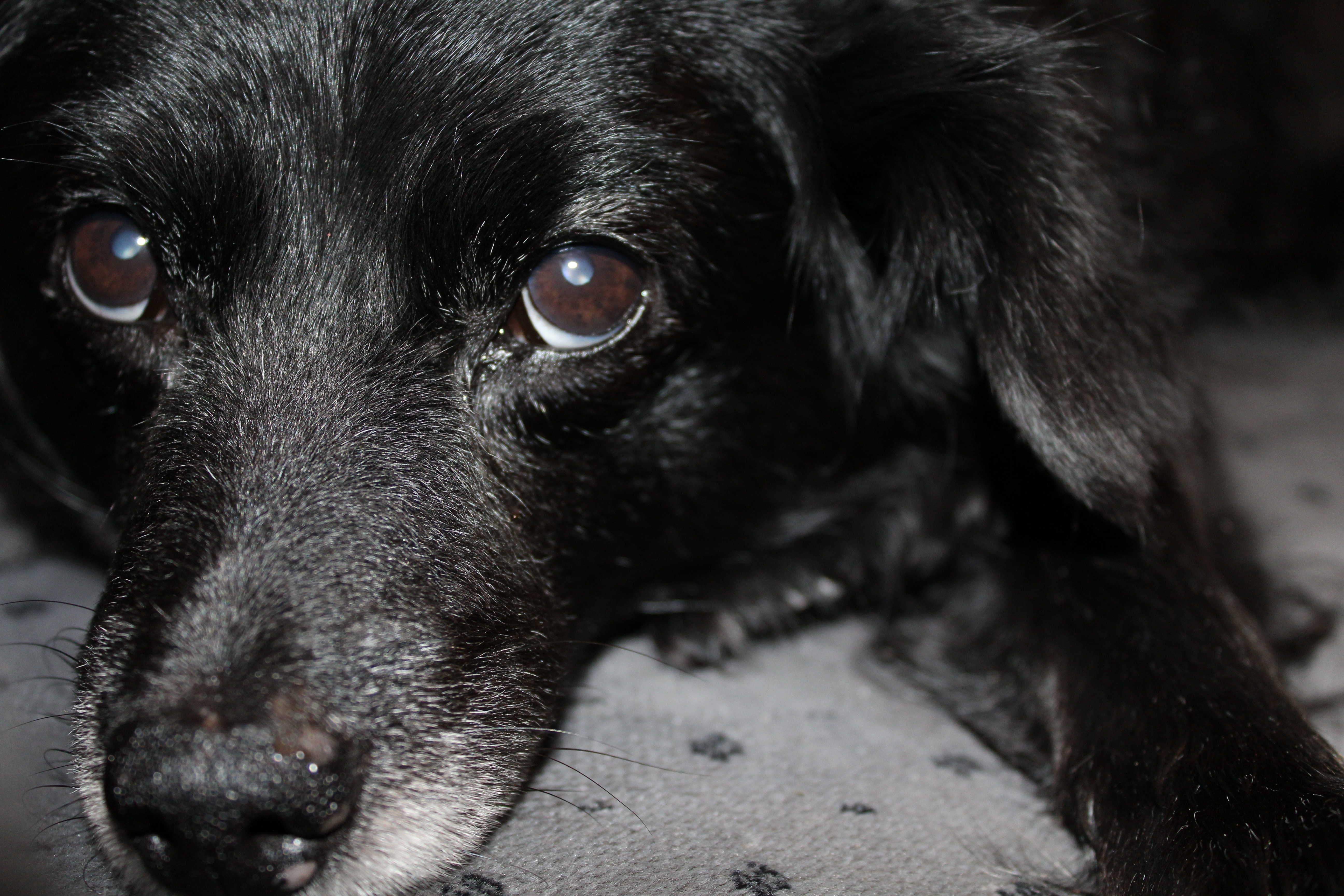 black labrador retriever puppy close up photo