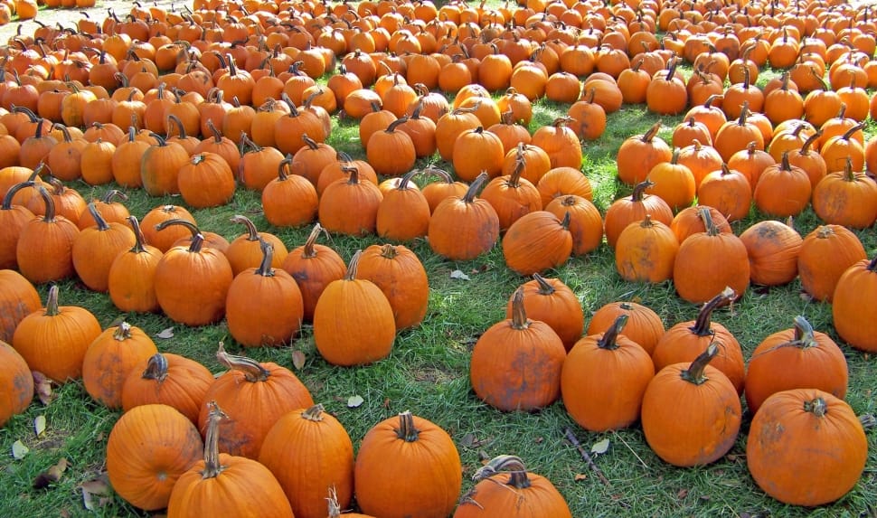 pumpkin lot preview