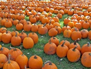 pumpkin lot thumbnail