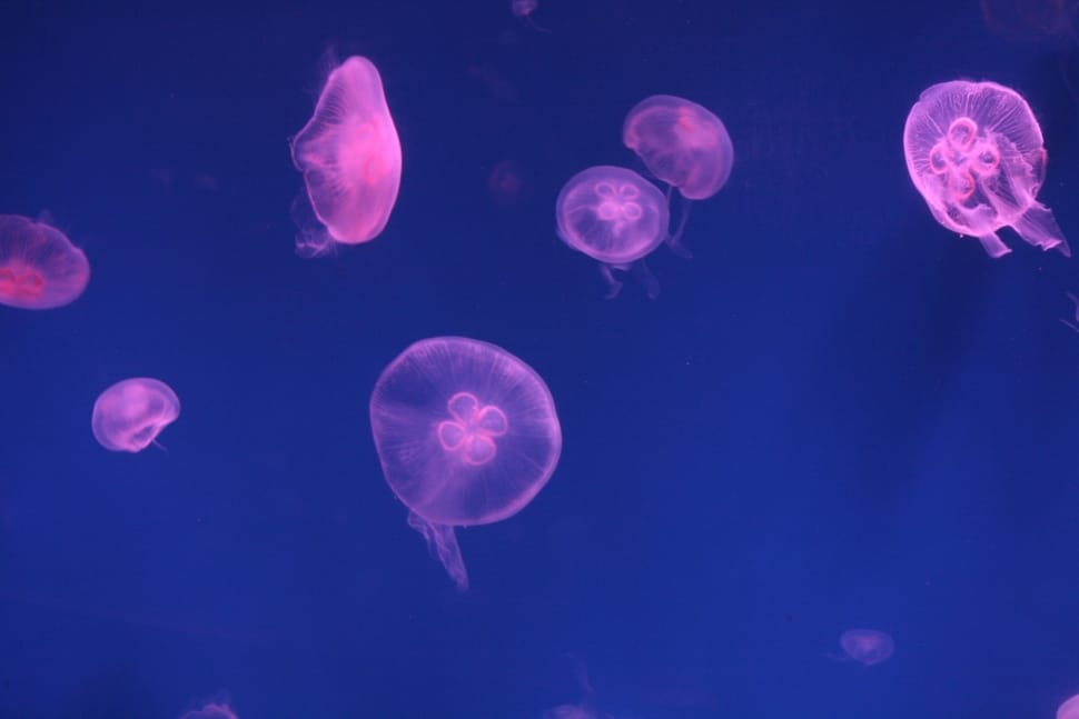 jelly fish preview
