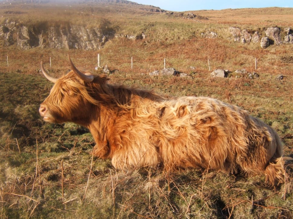 brown yak on grassy land under blue sky preview