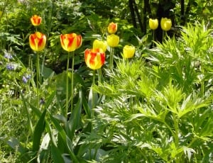 yellow-and-red tulips thumbnail