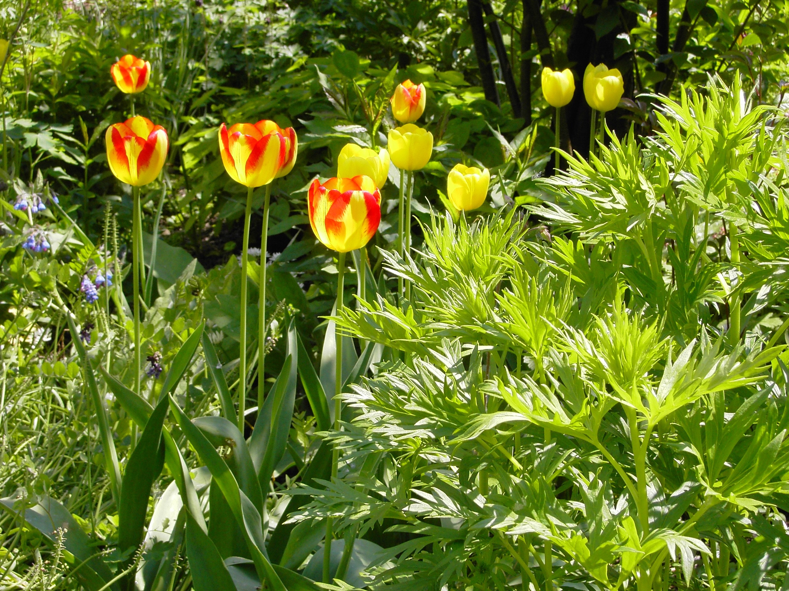 yellow-and-red tulips