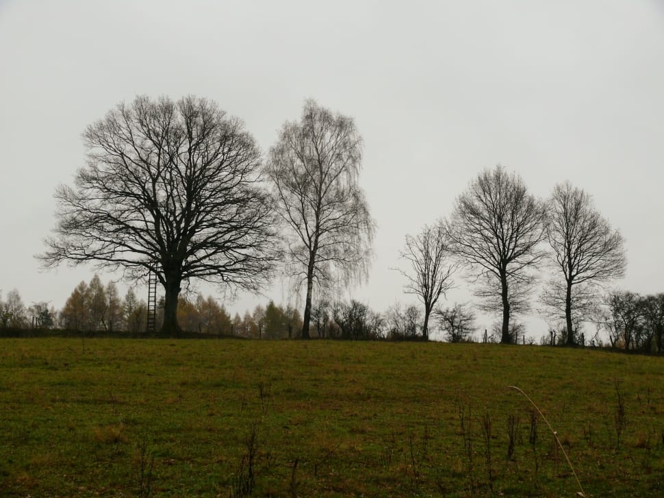 four leafless trees in green grass field preview