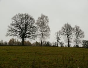 four leafless trees in green grass field thumbnail