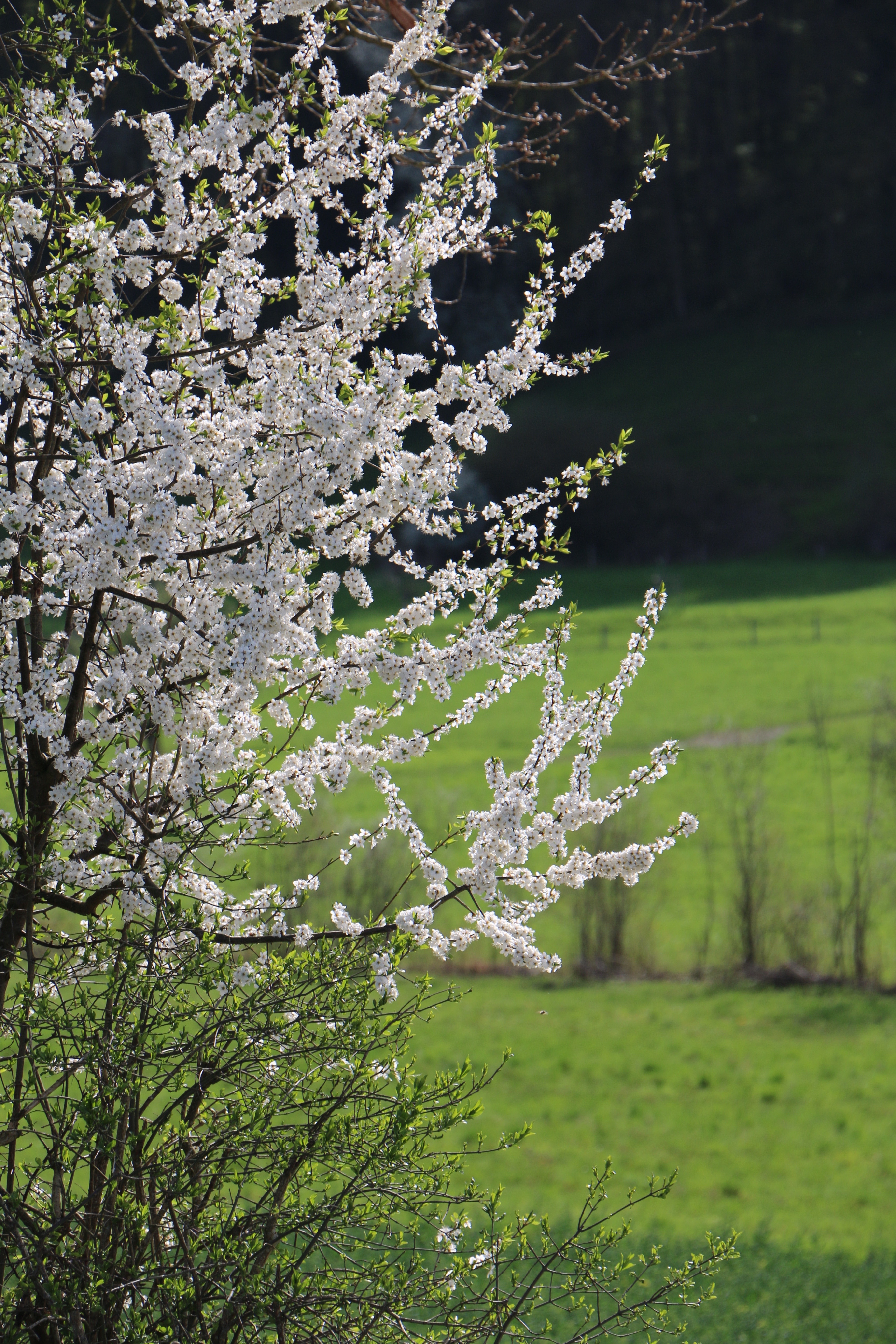 white flower tree
