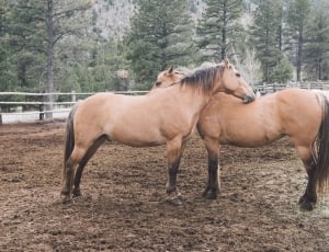 two brown horses thumbnail