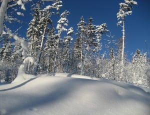 forest covered by snow thumbnail