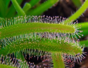 green and red plant thumbnail