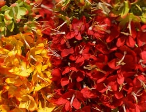 bunch of red and yellow petaled flowers thumbnail