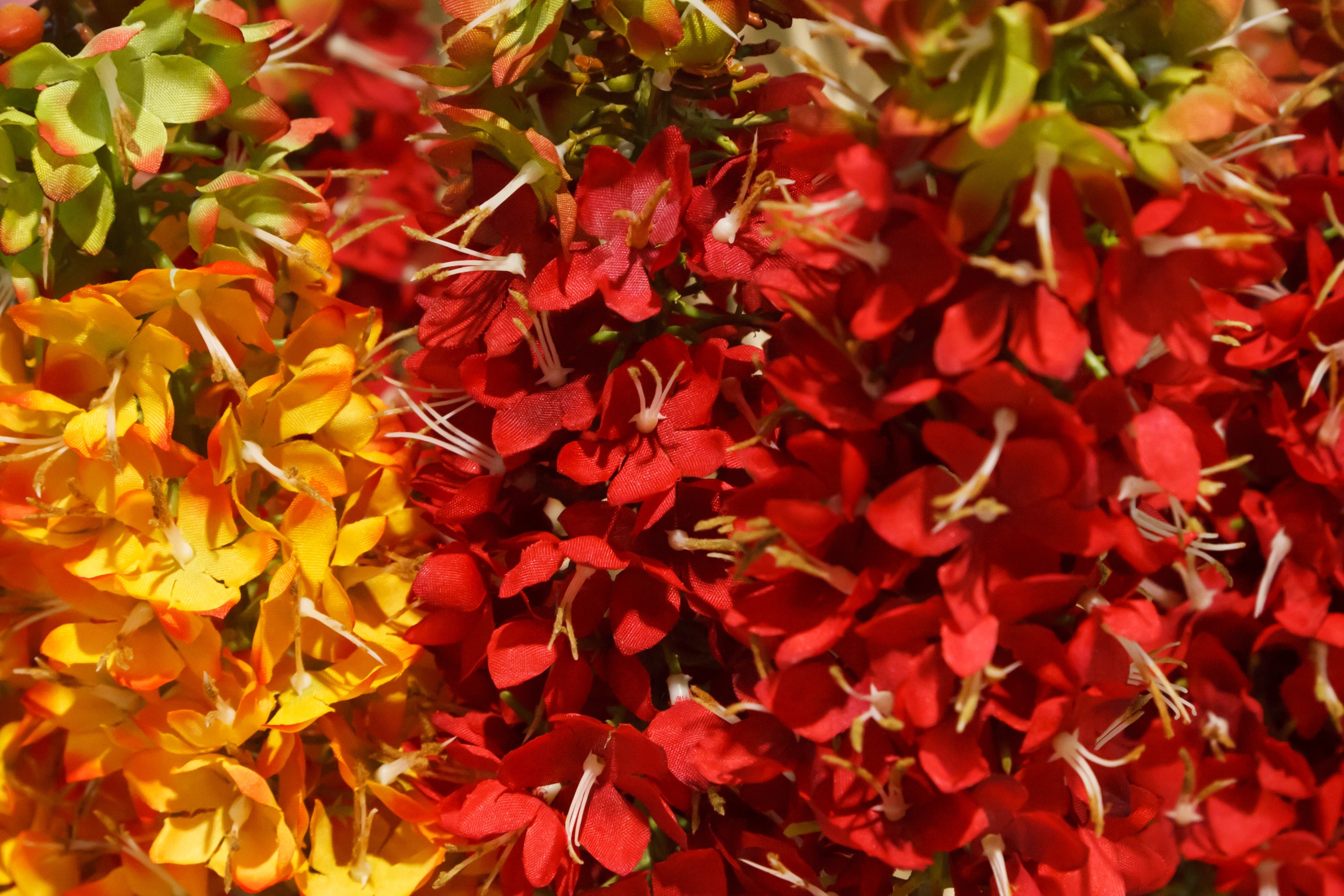 bunch of red and yellow petaled flowers