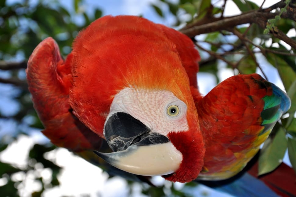 scarlet macaw preview