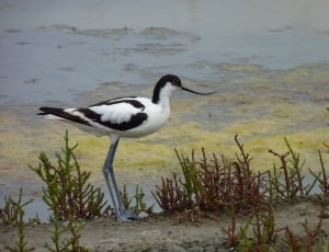 black and white long beak bird thumbnail