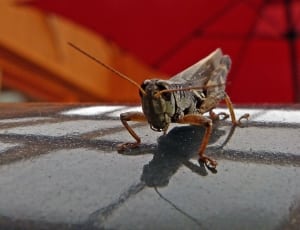 black grasshopper thumbnail