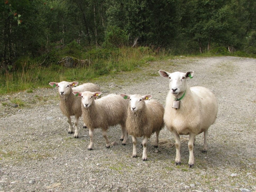 4 sheeps preview