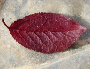 red compound leaf thumbnail