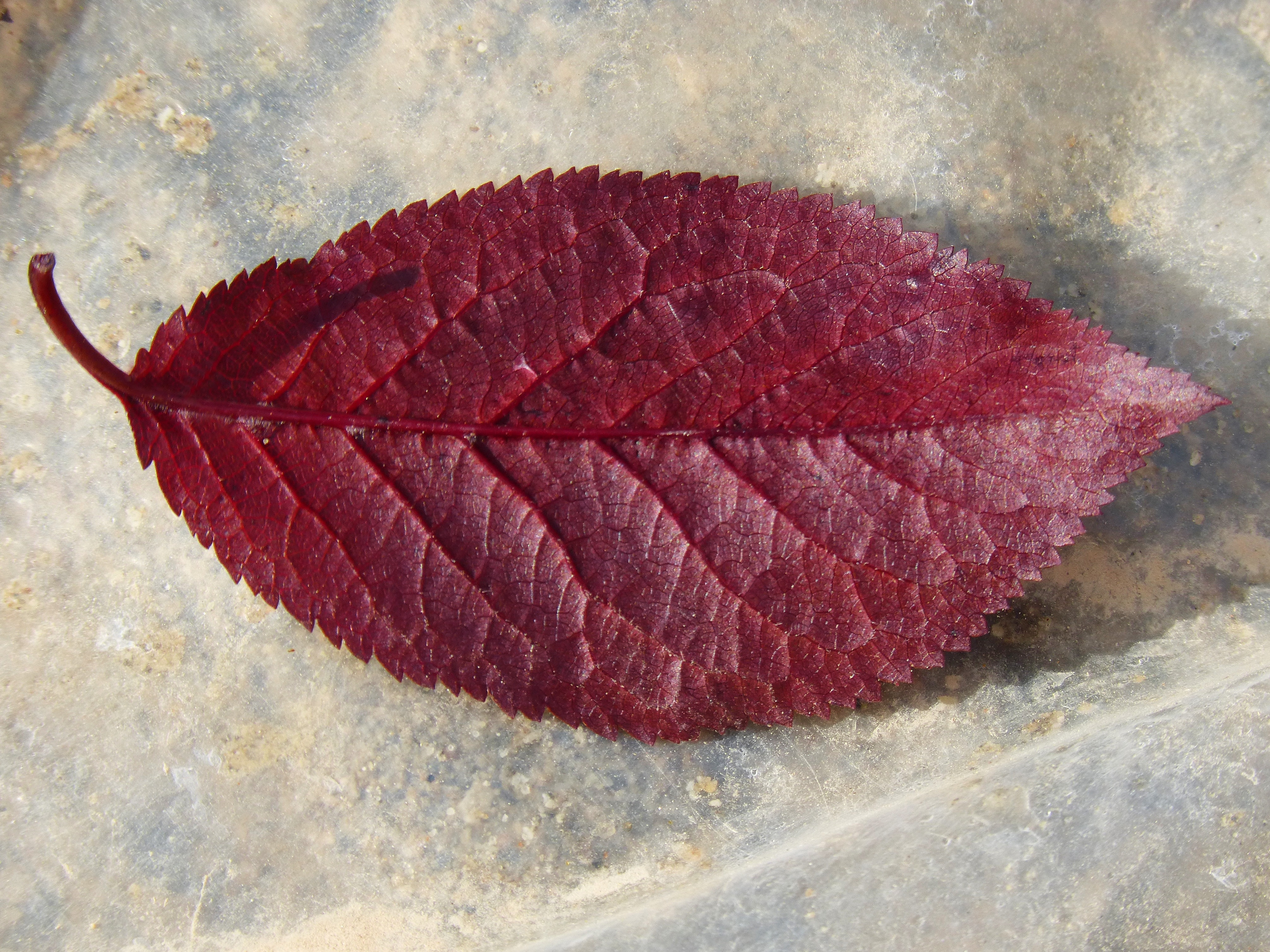 red compound leaf