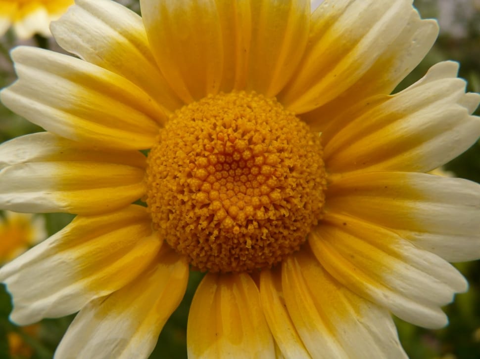 yellow and white petaled flowers preview