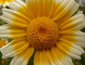yellow and white petaled flowers thumbnail