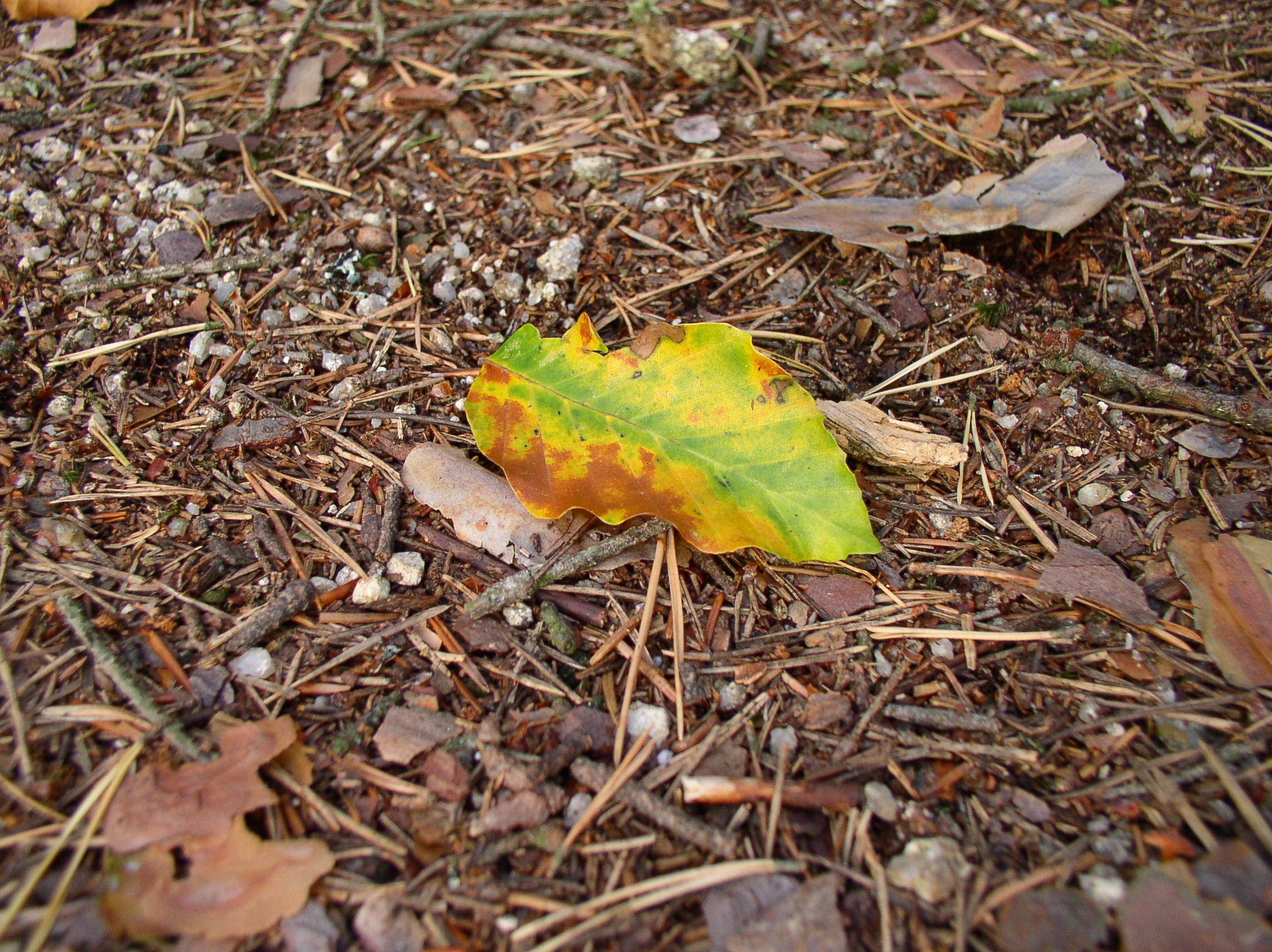green and brown leaf