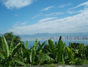 green banana trees under blue sky during daytime thumbnail
