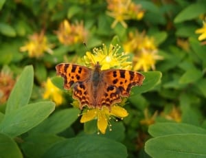 brown and black moth on top of yellow flower thumbnail