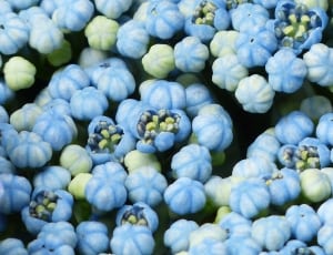 blue and green fruit thumbnail