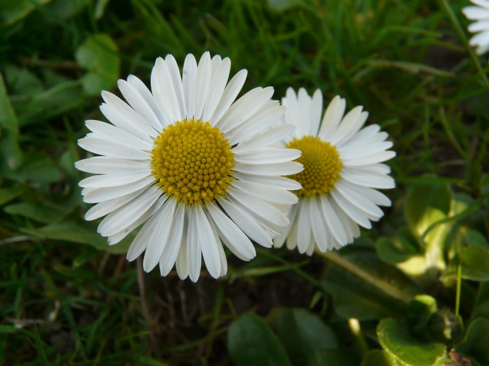2 daisy flowers preview