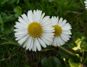 2 daisy flowers thumbnail