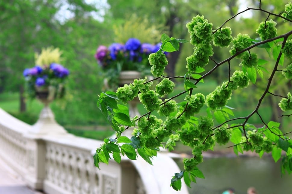 brown and green tree preview