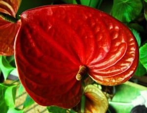 red leaf plant thumbnail