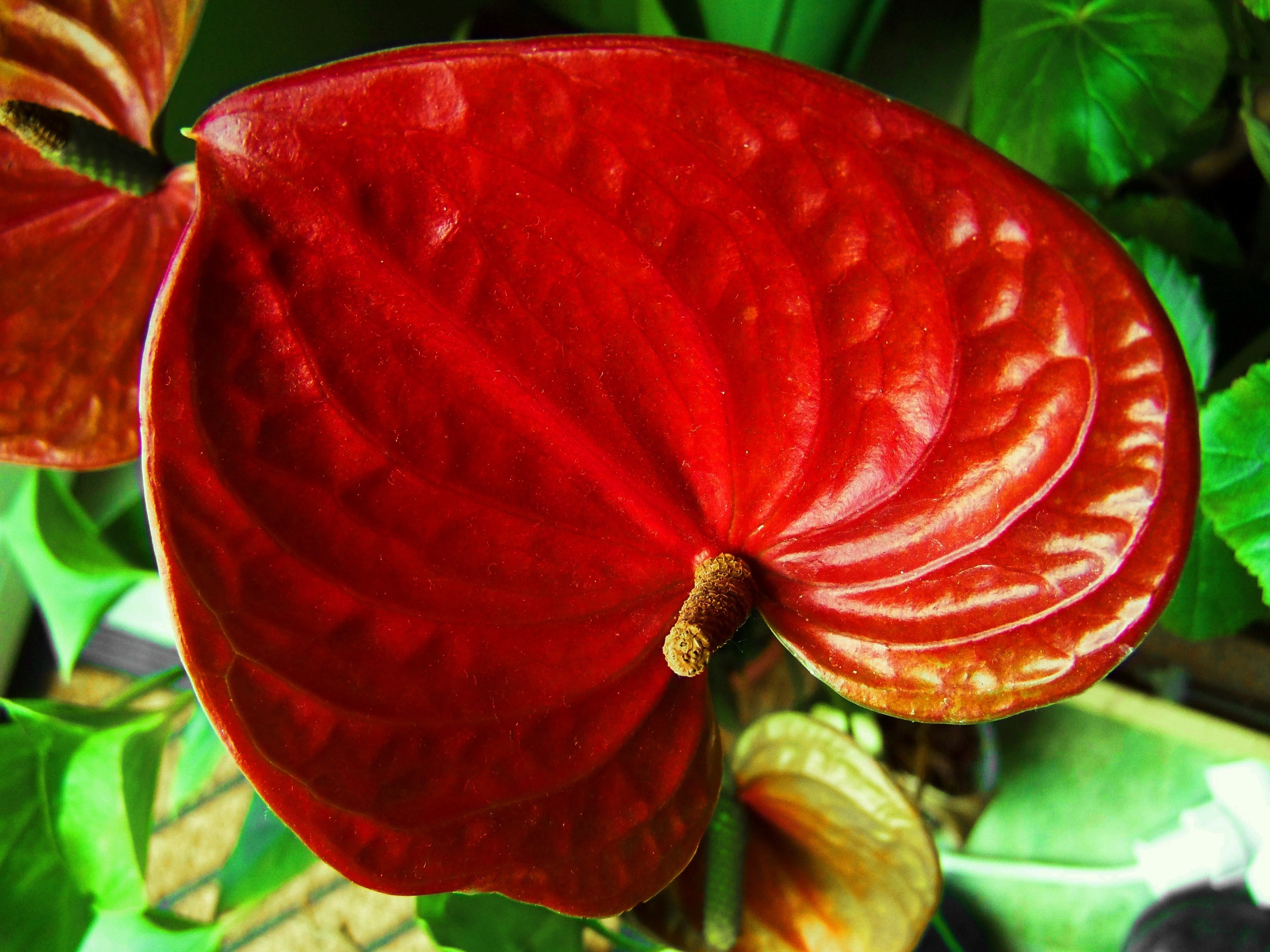 red leaf plant