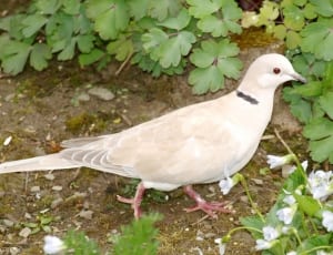 white and grey pigeon thumbnail