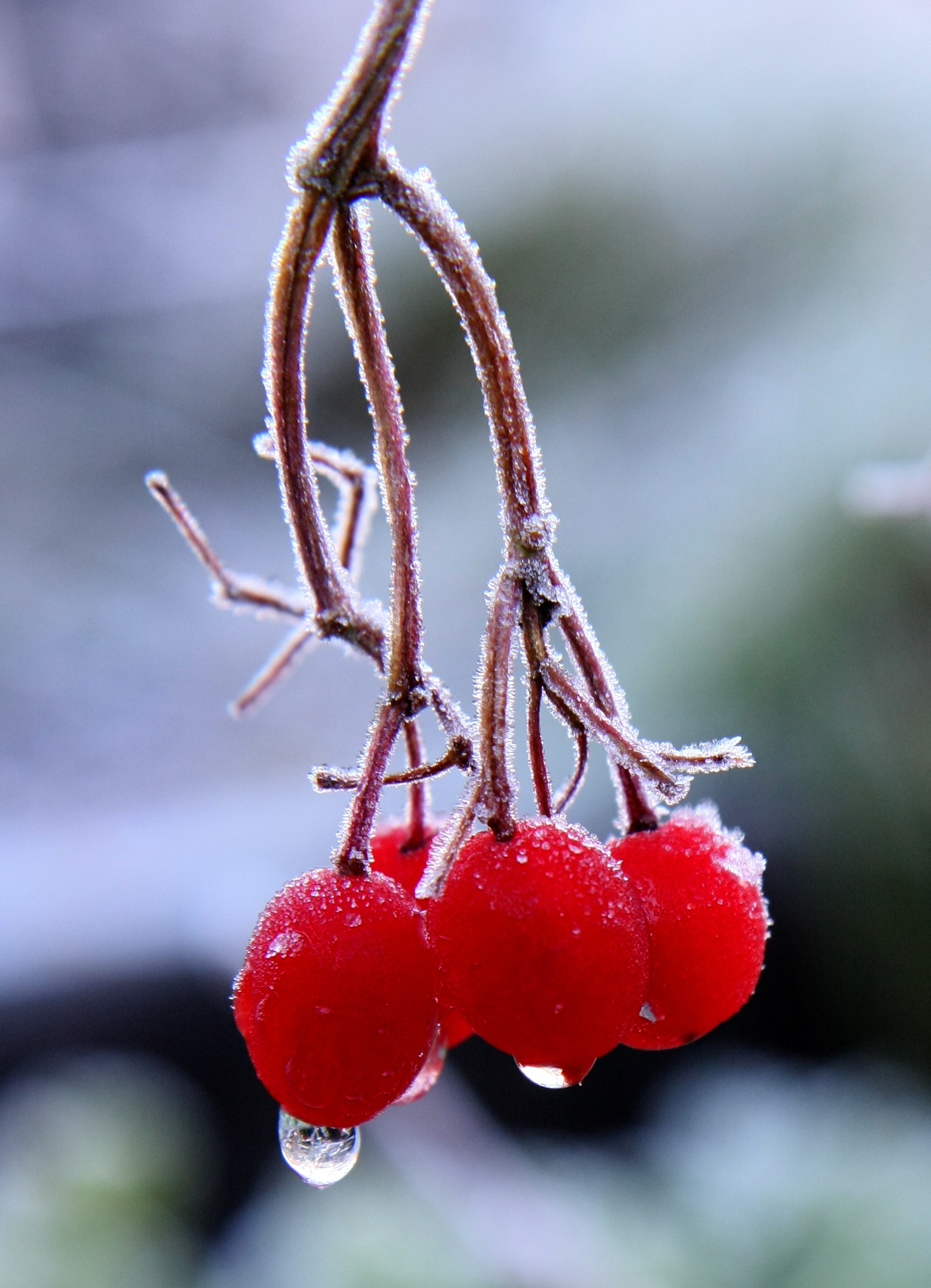 С начала ягодки. Красные ягоды. Зимние красные ягоды. Веточка с ягодами. Красная кислая ягода.