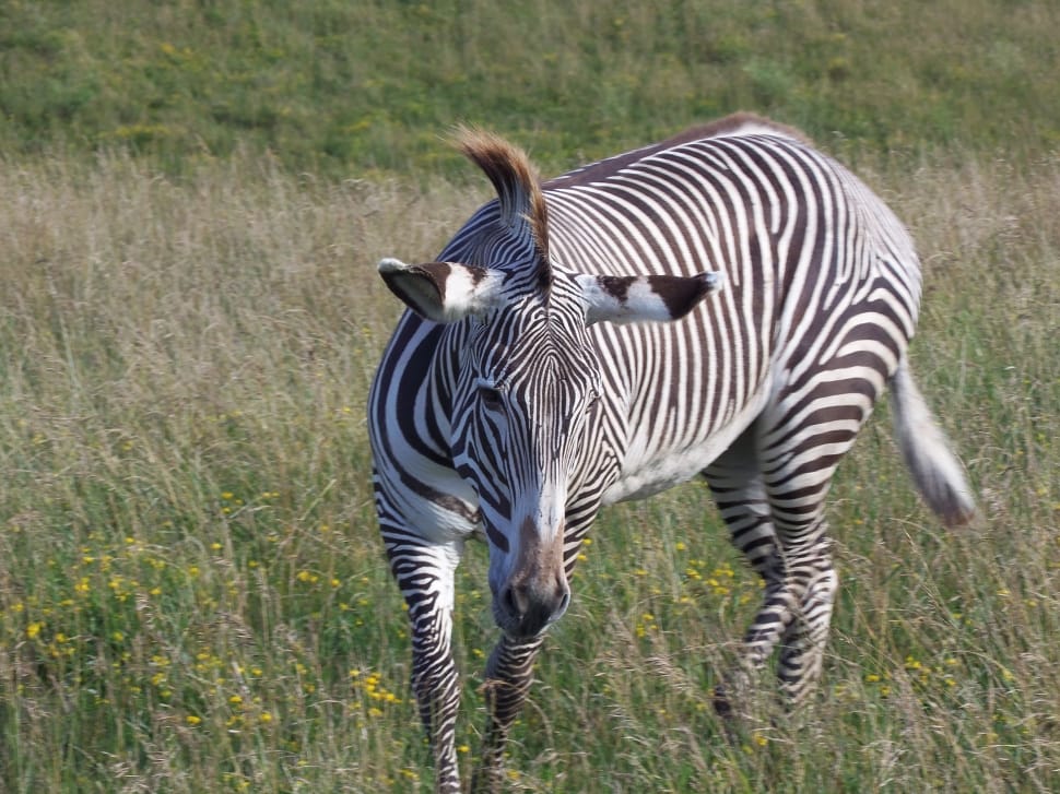 Grevy'S Zebra, Zebra, Imperial Zebra, animals in the wild, animal wildlife preview