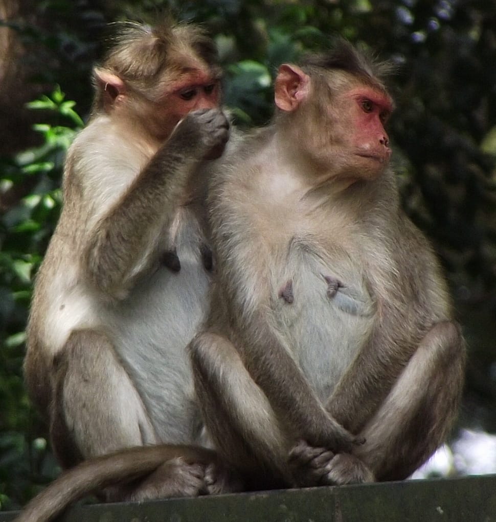 2 black and white monkey preview