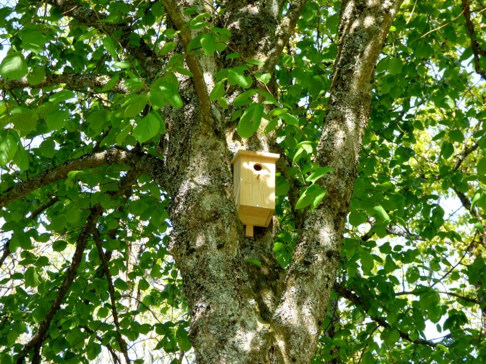 brown wooden birdhouse on tall tree preview