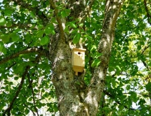brown wooden birdhouse on tall tree thumbnail