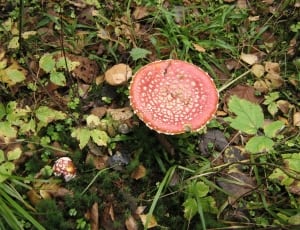 brown and pink mushroom thumbnail