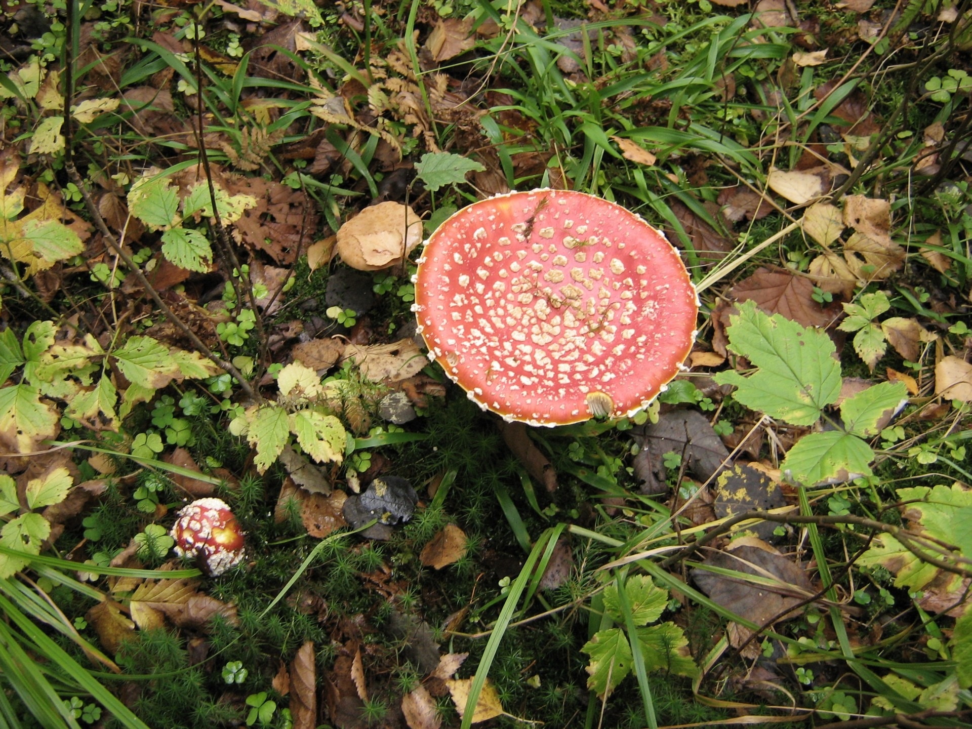 brown and pink mushroom