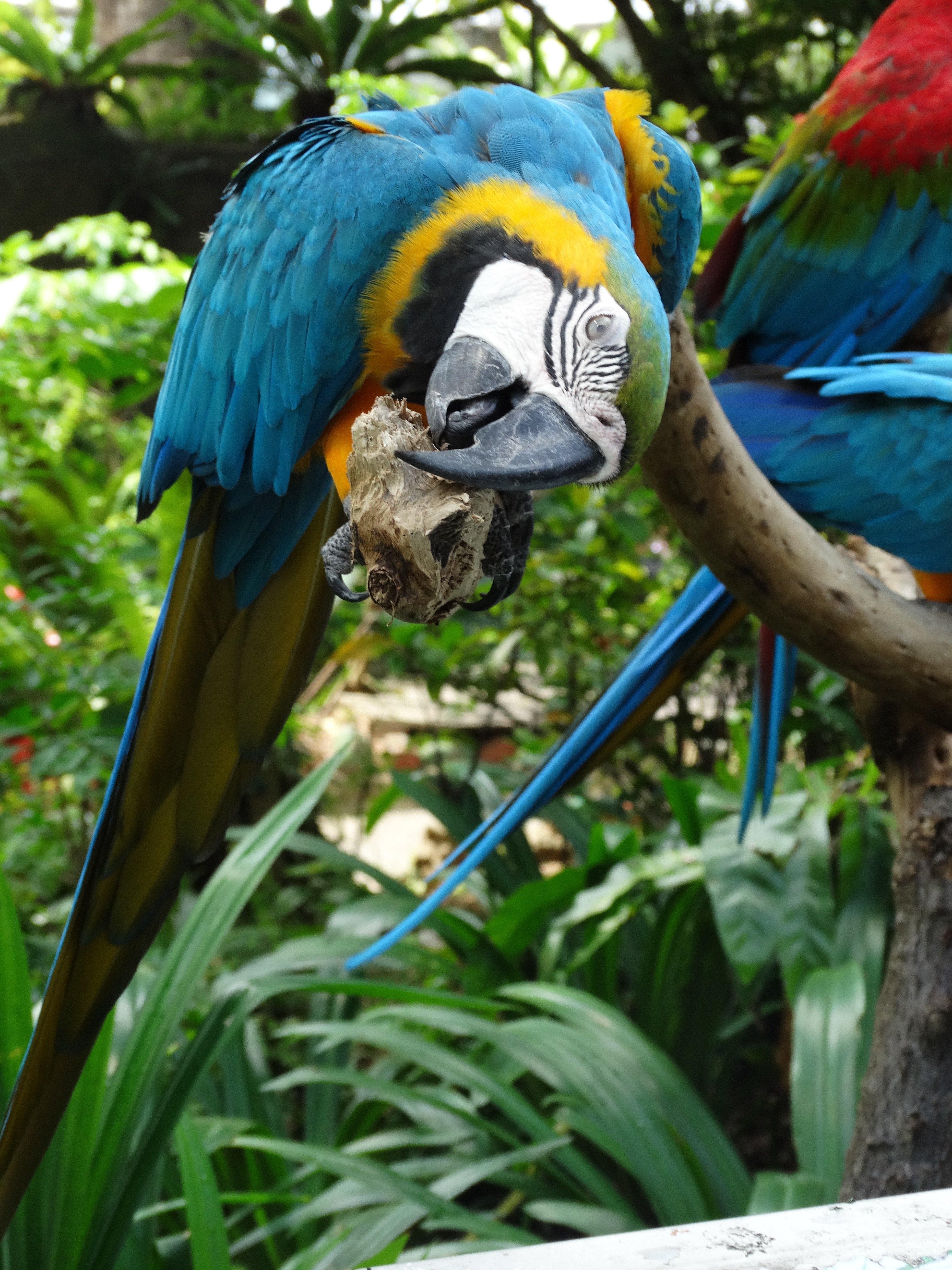 blue yellow and white parrot