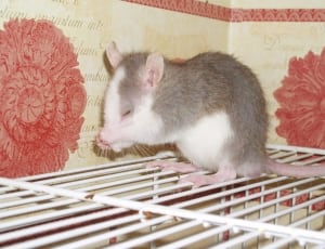 white and gray mouse thumbnail