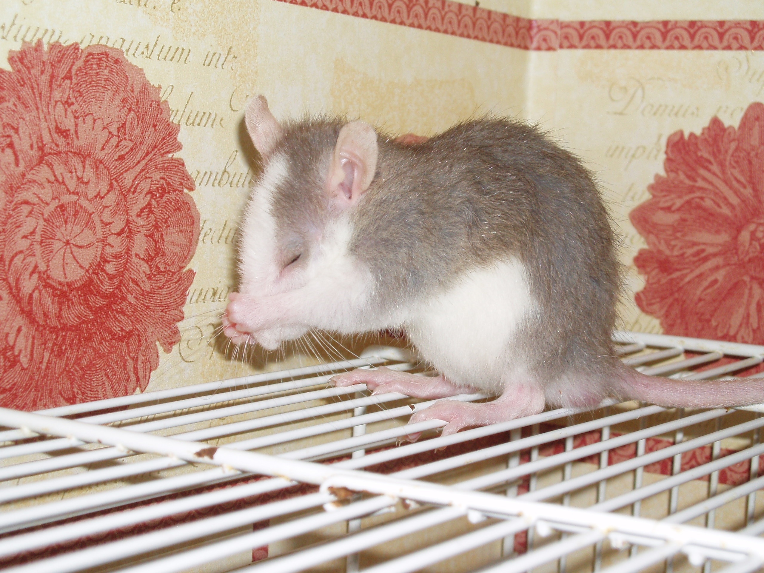 white and gray mouse