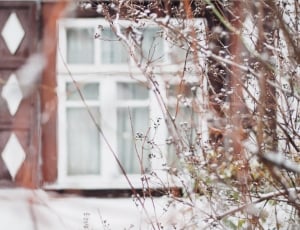 selective focus photography of brown twigs with white window at distance thumbnail